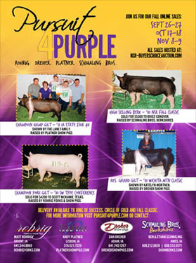 Pursuit 4 Purple Sales