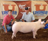 Rohrig Yorks & Show Pigs